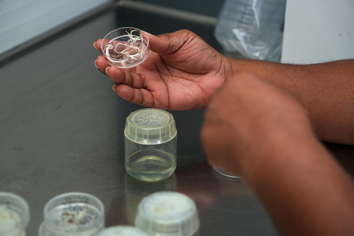 Multiplication d&rsquo;ananas pour une conservation in vitro. CRB-PT, collection du CIRAD, Le Lamentin, Martinique