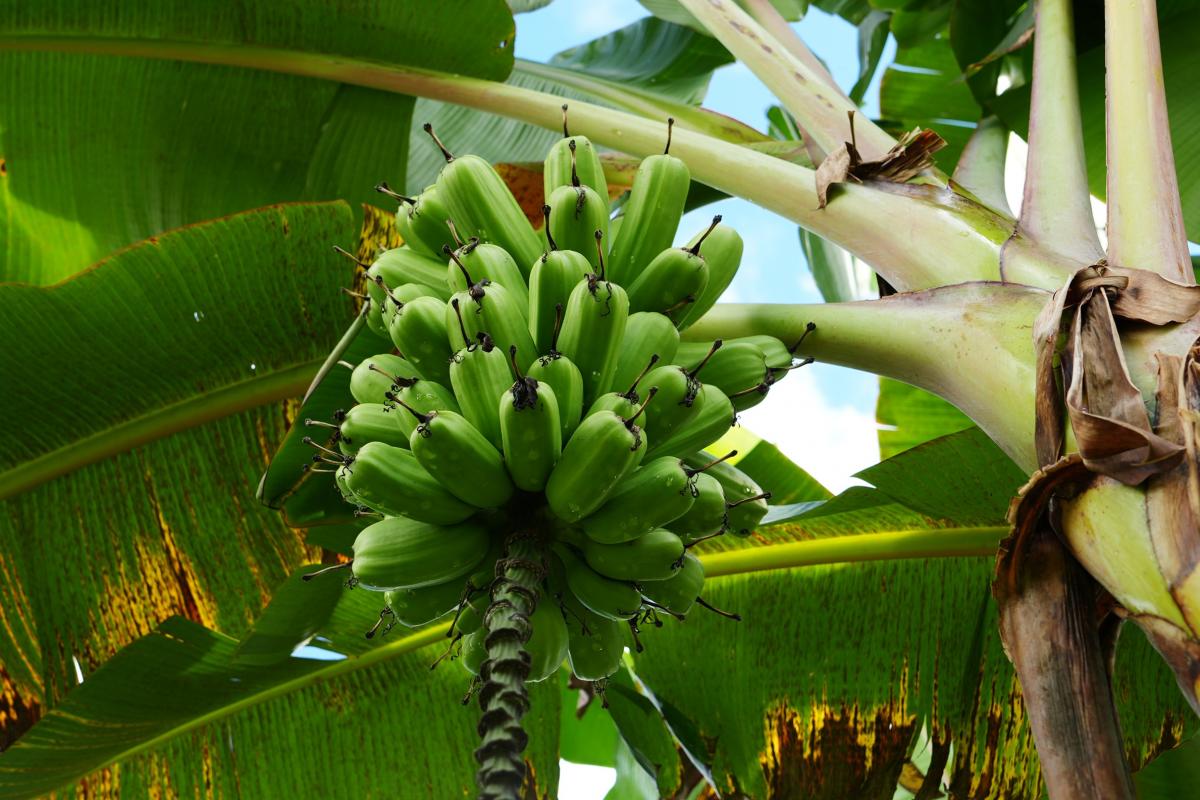 banane figue-pomme