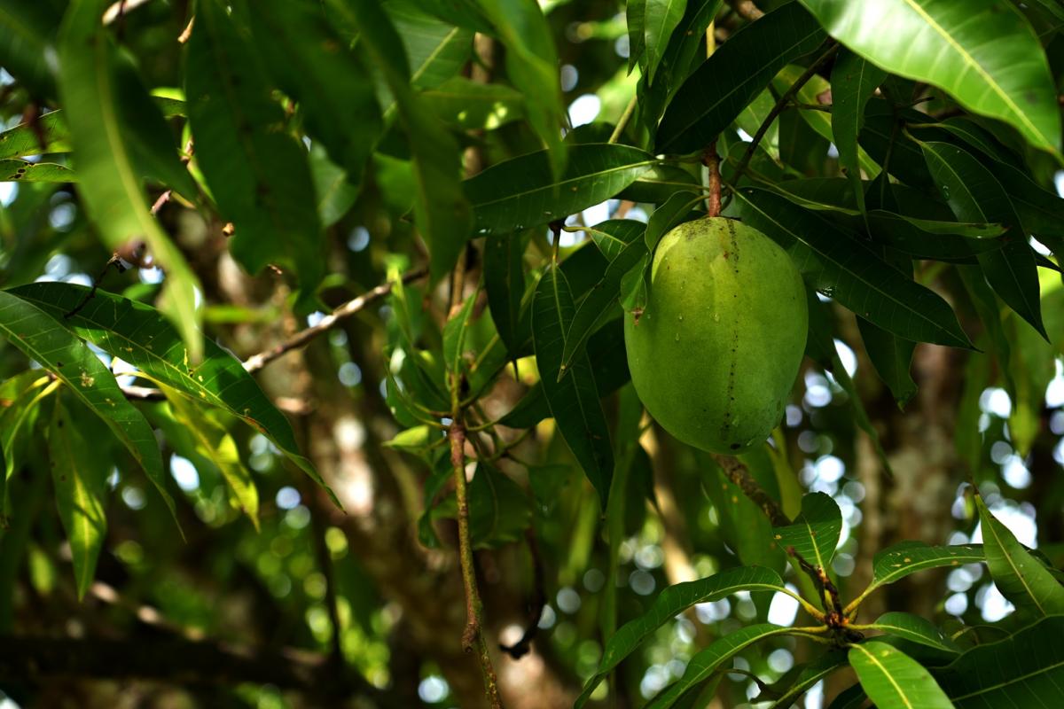 Manguier tardif qui produit des fruits jusqu&rsquo;en septembre. CRB-PT, collection du CIRAD, Petit-Canal