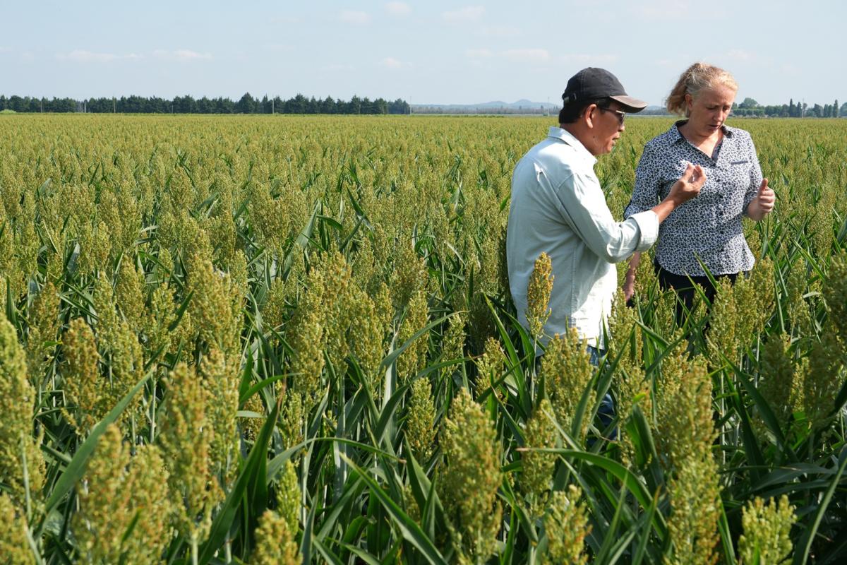 Sorghum field of around five hectares Camargue