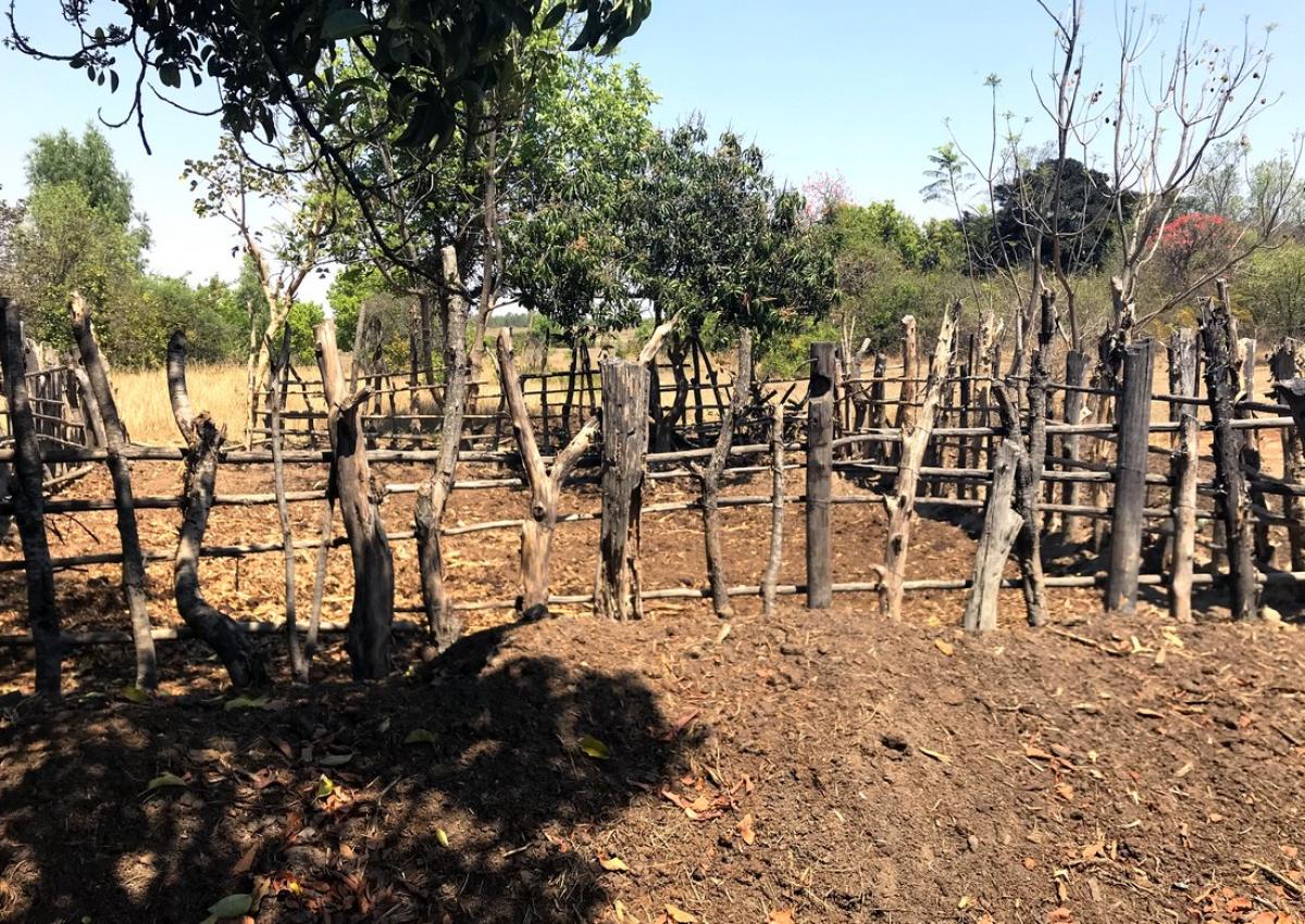 Les amendements organiques comme le fumier, ici produit au Zimbabwe dans un enclos à bétail, permettent d’augmenter les stocks de carbone du sol tout en augmentant les rendements © R. Cardinael, Cirad