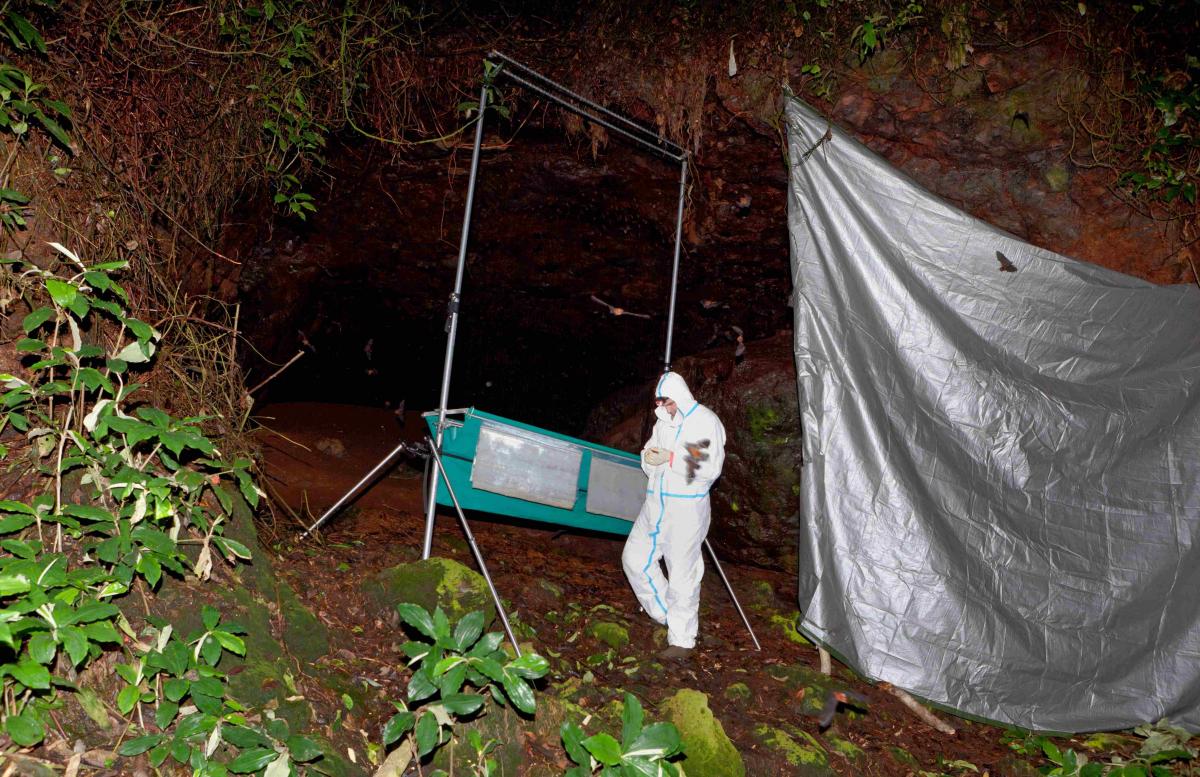 Capture de chauve-souris &agrave; la grotte du faucon au Gabon