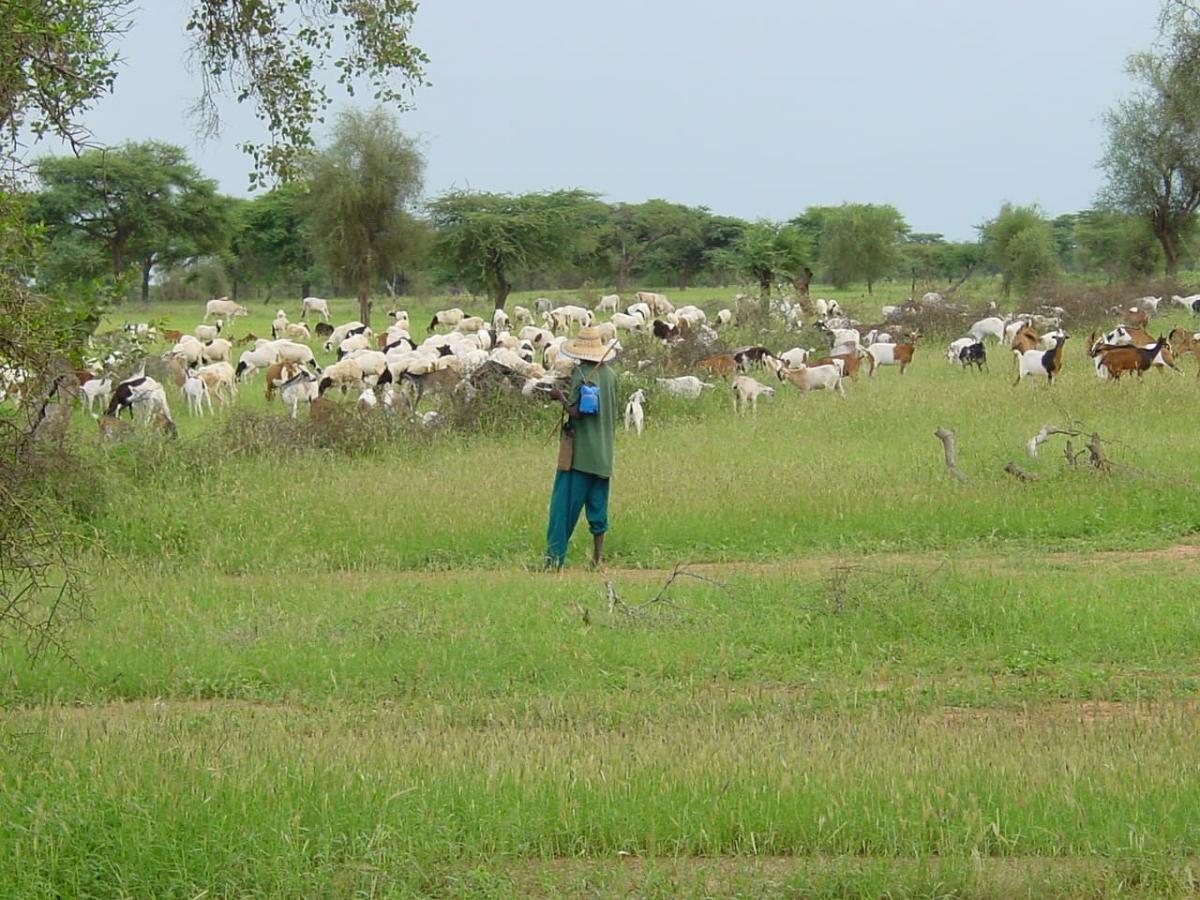 Troupeau d’ovins et de caprins en pâture dans le Ferlo, Sénégal.