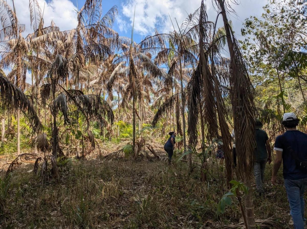 Plantation d’açaï touchée par la sécheresse malgré sa proximité à la rivière. Municipalité d'Irituia, dans l'État du Pará au Brésil © E. Coudel, Cirad