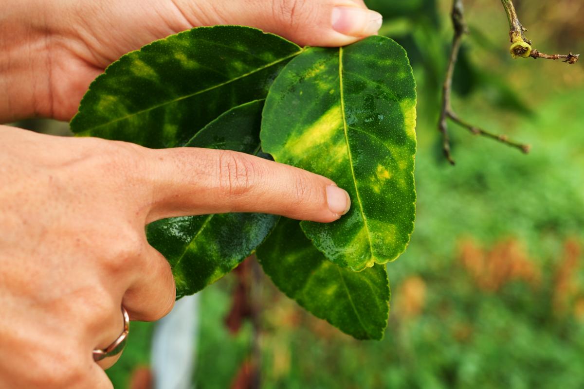 maladie du dragon jaune, symptome sur feuille d'agrume