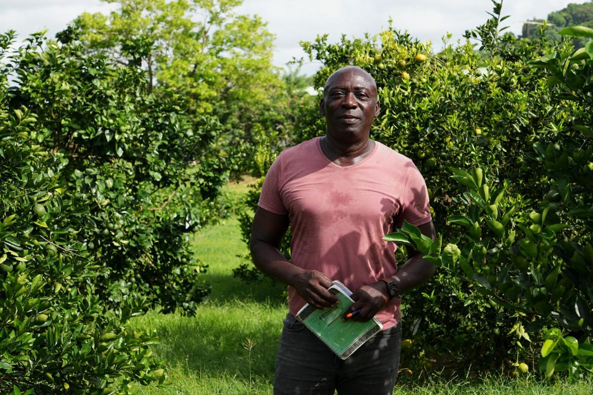 Éric Chiffrin au milieu de la parcelle patrimoniale d’agrumes du CAEC