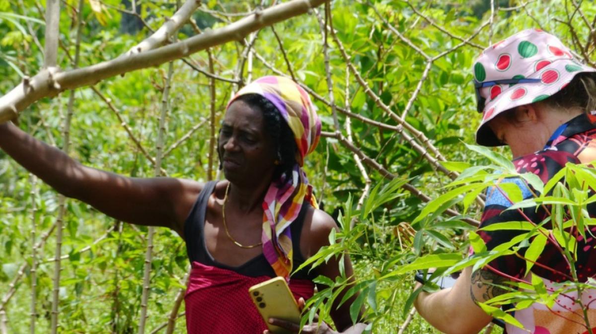 Mili P. d&eacute;crivant une des vari&eacute;t&eacute;s de manioc plant&eacute;e dans son abattis &agrave; une chercheuse du Cirad &copy; M. Chen, Cirad
