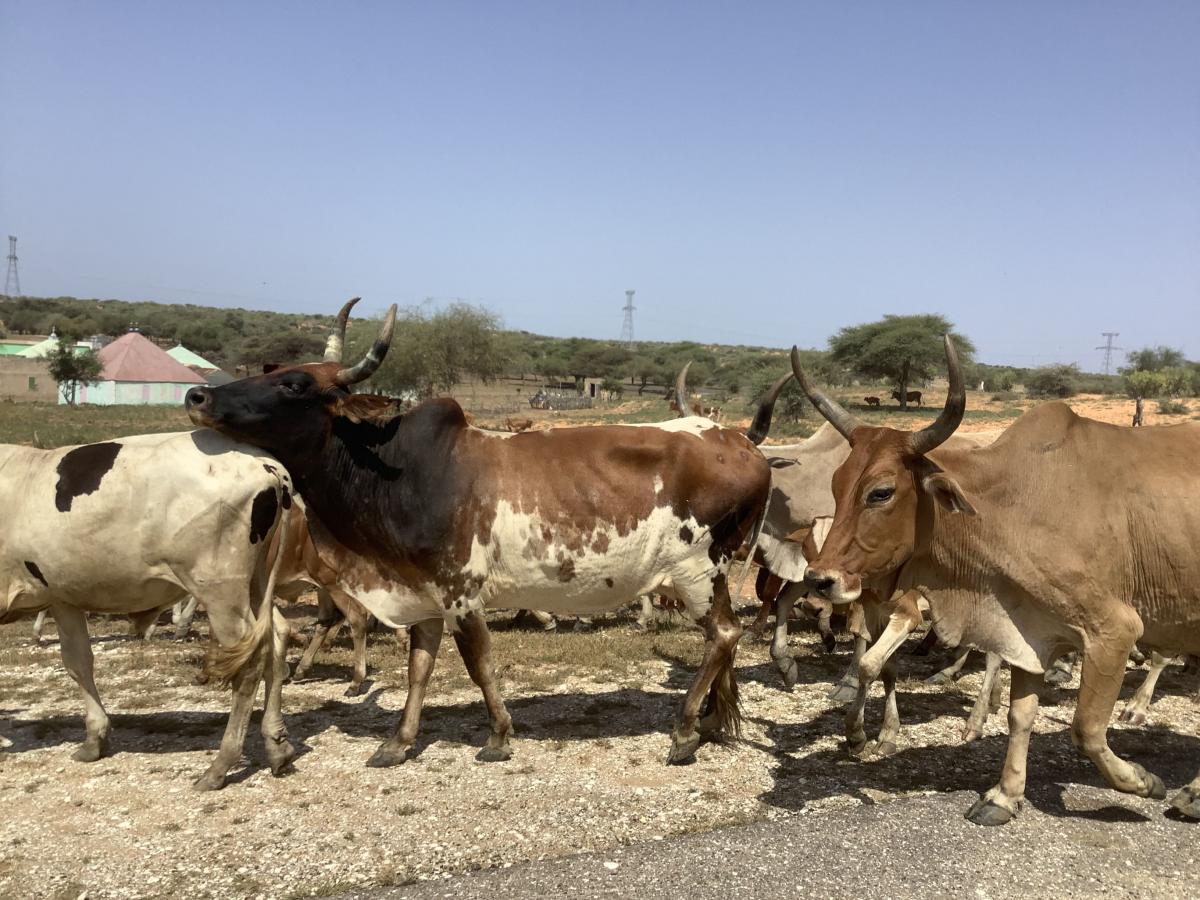 Troupeau de vaches au Nord du S&eacute;n&eacute;gal