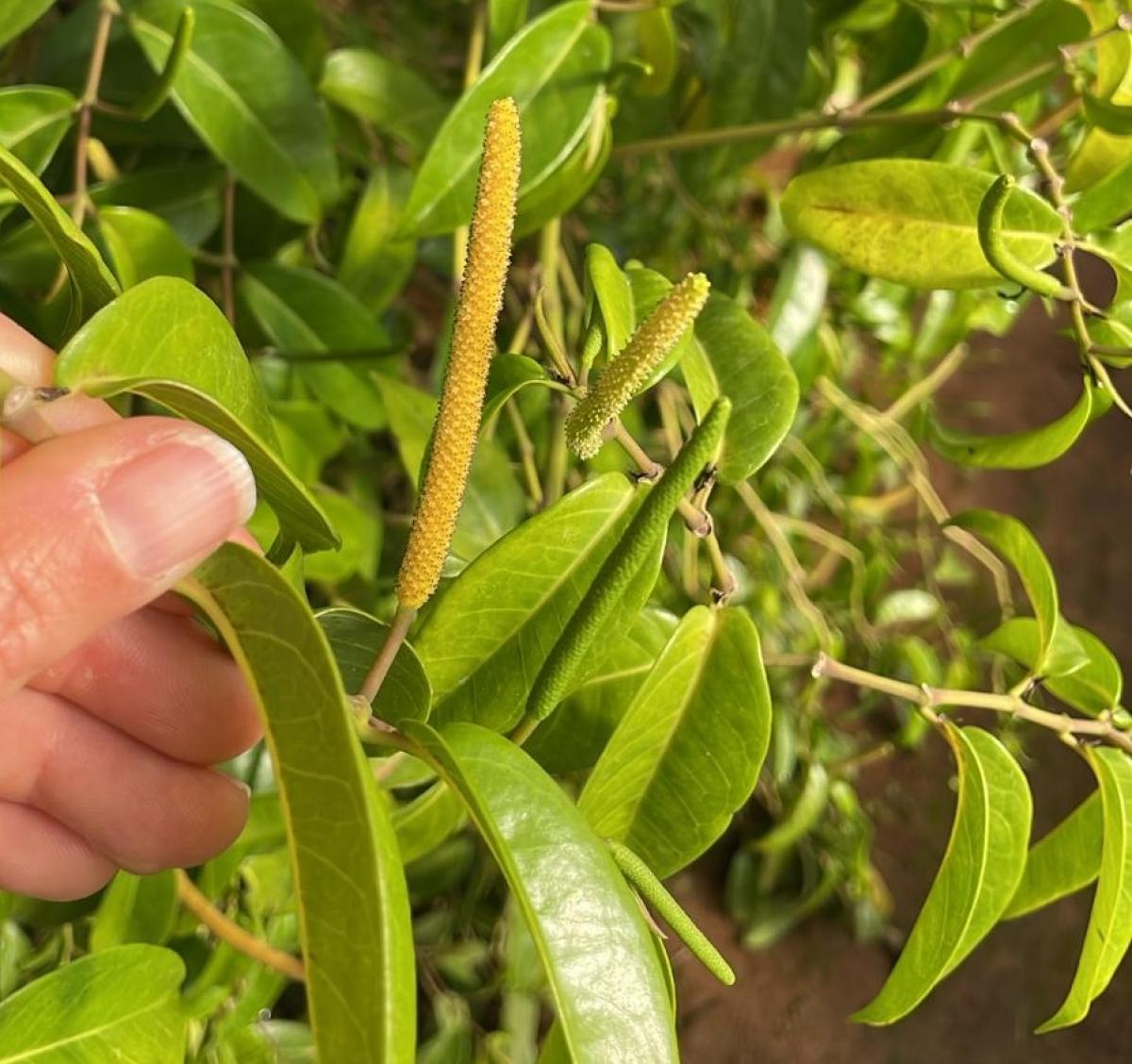 Inflorescence mâle de tsiperifery, serres de Floribis à Madagascar © Virginie Kockelmann