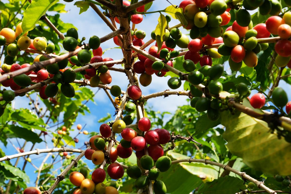 grains de caf&eacute; sur arbre