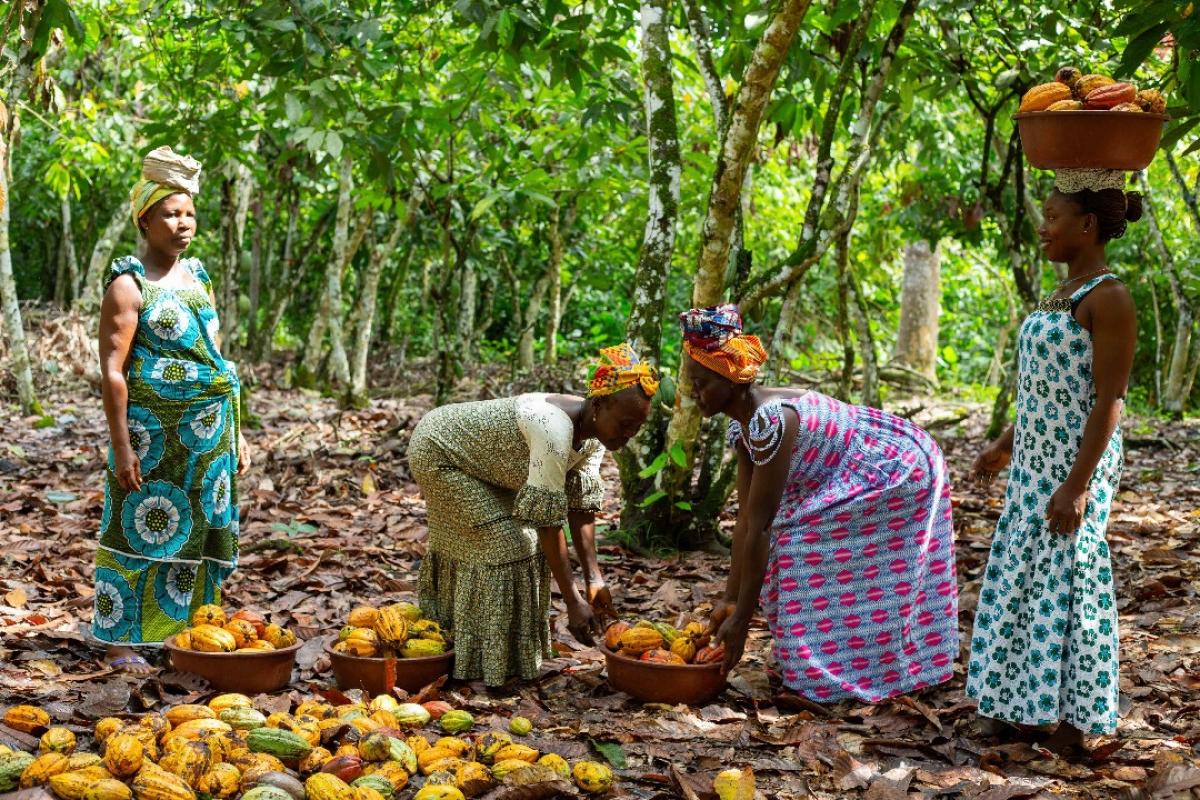 Récolte de cabosses de cacao dans la plantation d'Assata Doumbia © ECAM