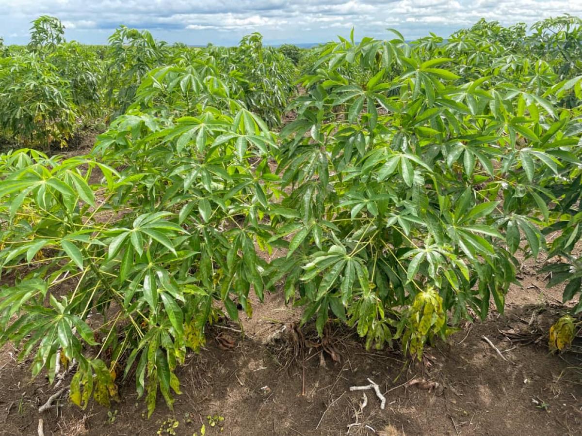 Champ de manioc de l'entreprise de transformation agroalimentaire Ecossac, située près de Kinshasa © DR