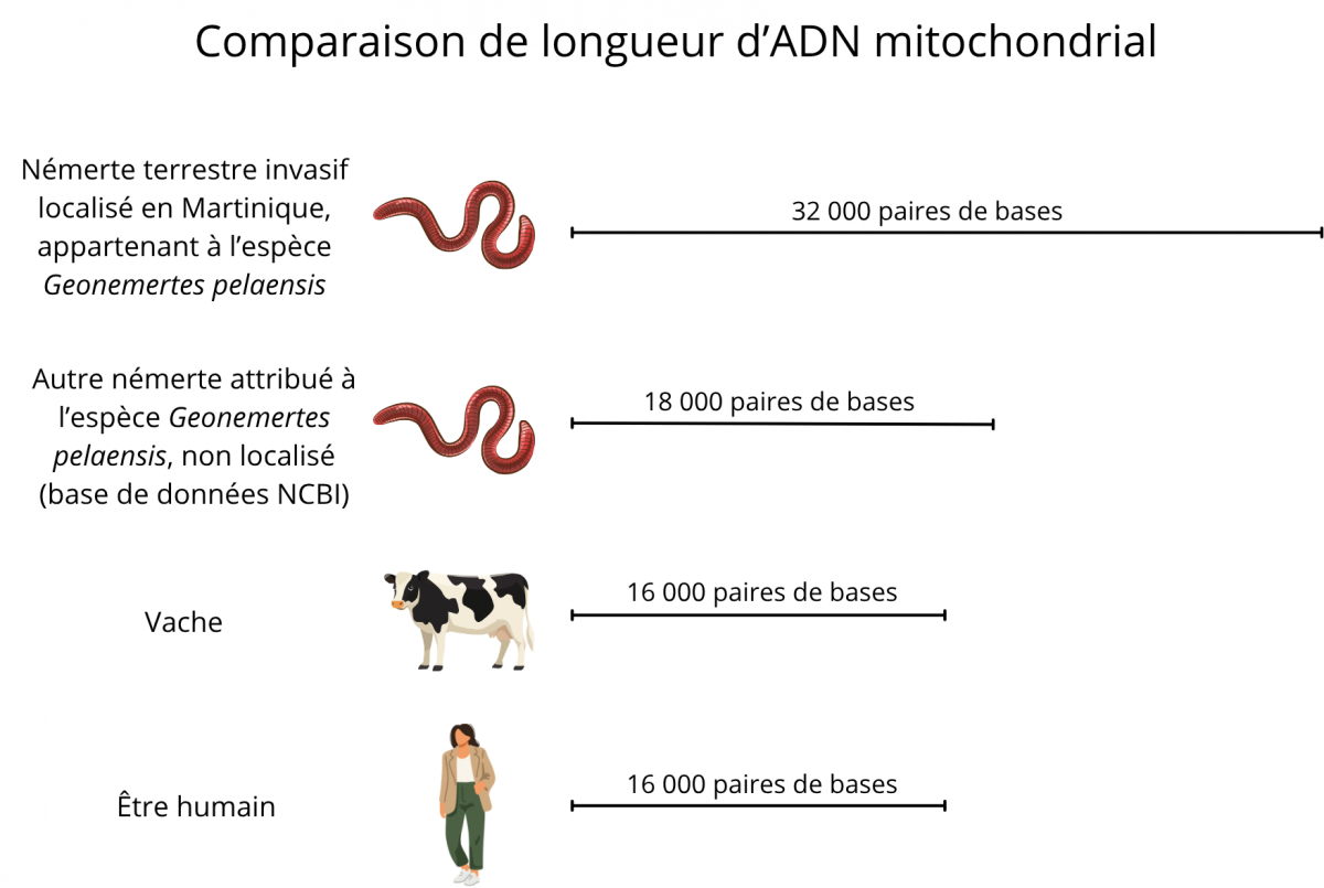 longueur d'ADN mitochondrial