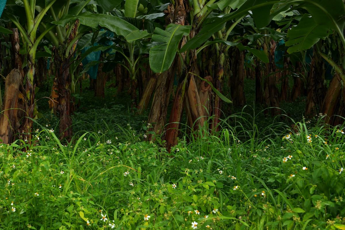 weeds banana planting capesterre belle-eau, guadeloupe