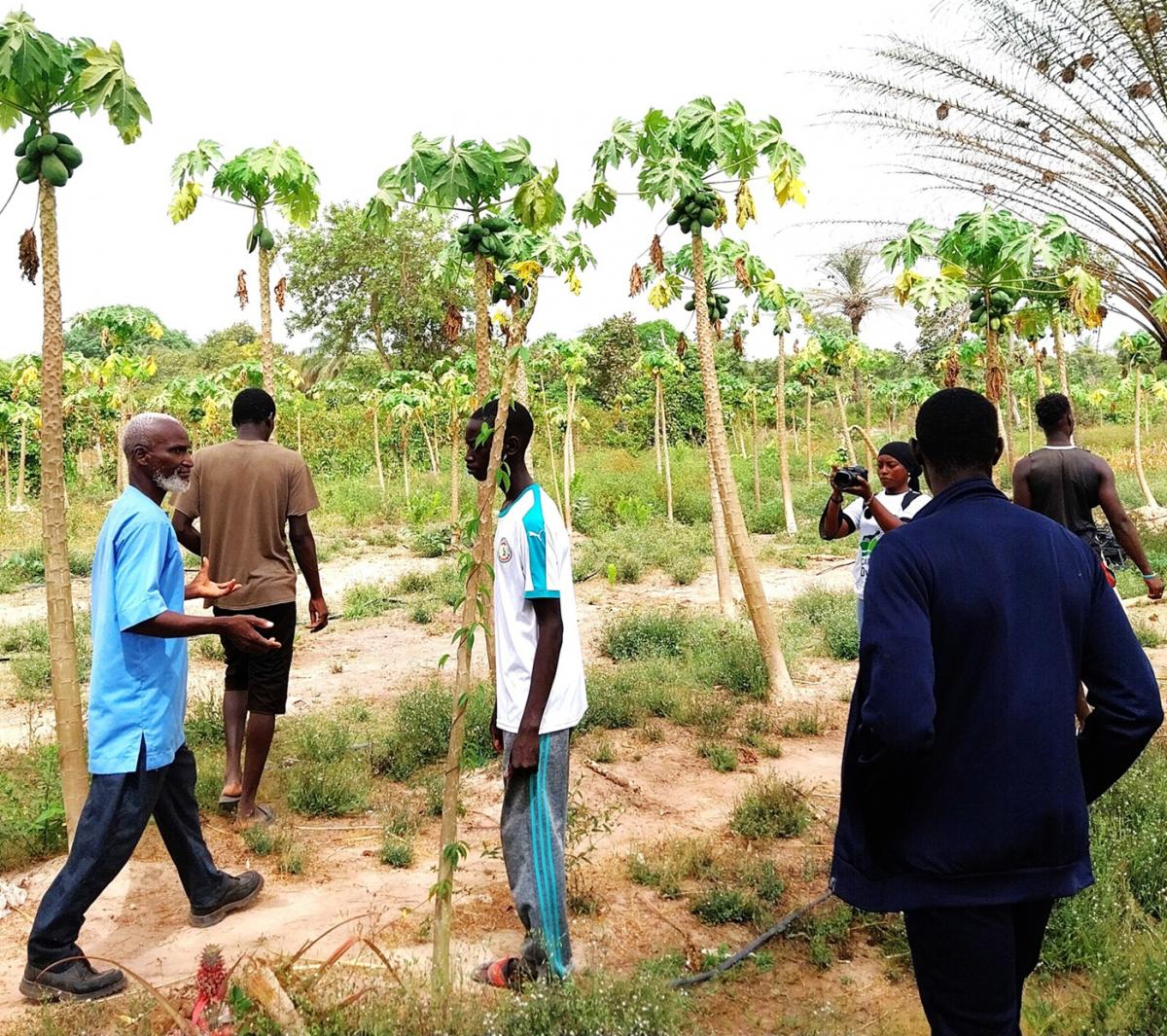 Visite d&rsquo;un champ central entre exploitants agricoles au S&eacute;n&eacute;gal &copy; I. Diallo, Cirad