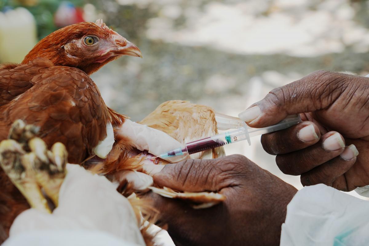 pr&eacute;l&egrave;vement sanguin sur poules