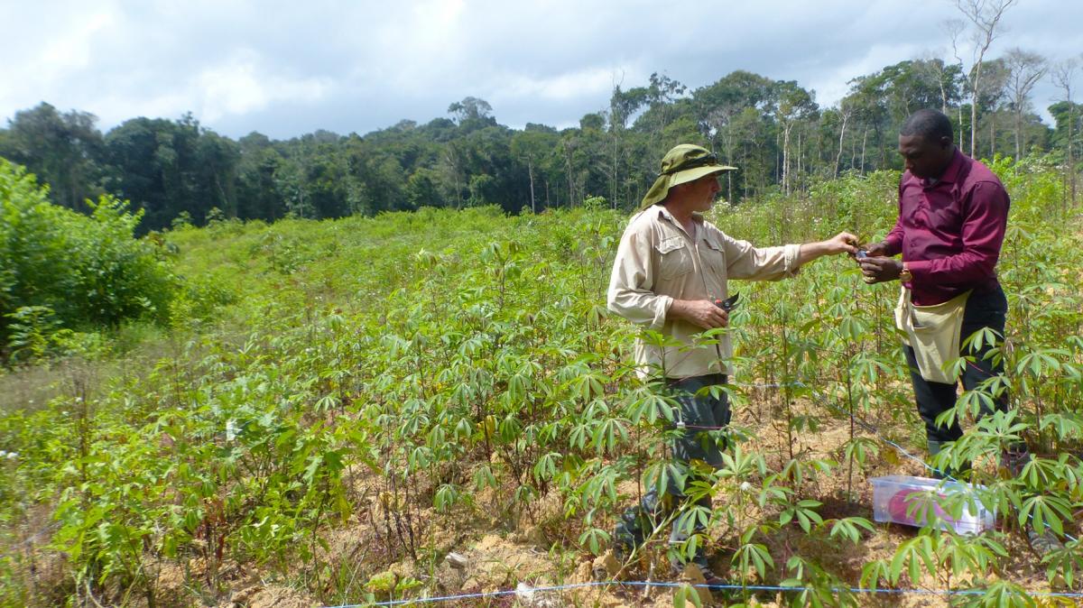Abdoul-Raouf Sayadi Maazou (&agrave; droite) et Fabien Doare, ing&eacute;nieur agronome au Cirad, en train de collecter des &eacute;chantillons de manioc dans une exploitation guyanaise &copy; M. Chen, Cirad