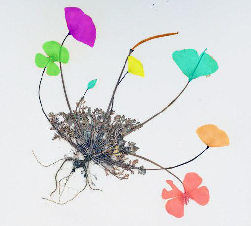 An example of a herbarium specimen. The brightly coloured areas show the reproductive structures. Being clearly isolated, they are likely to be successfully annotated by machine learning algorithms © CIRA
