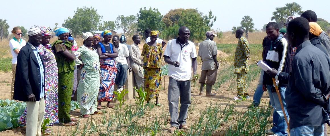 Plot observations and commentary during a vegetable farmers field school in northern Togo © T. Bakker, CIRAD
