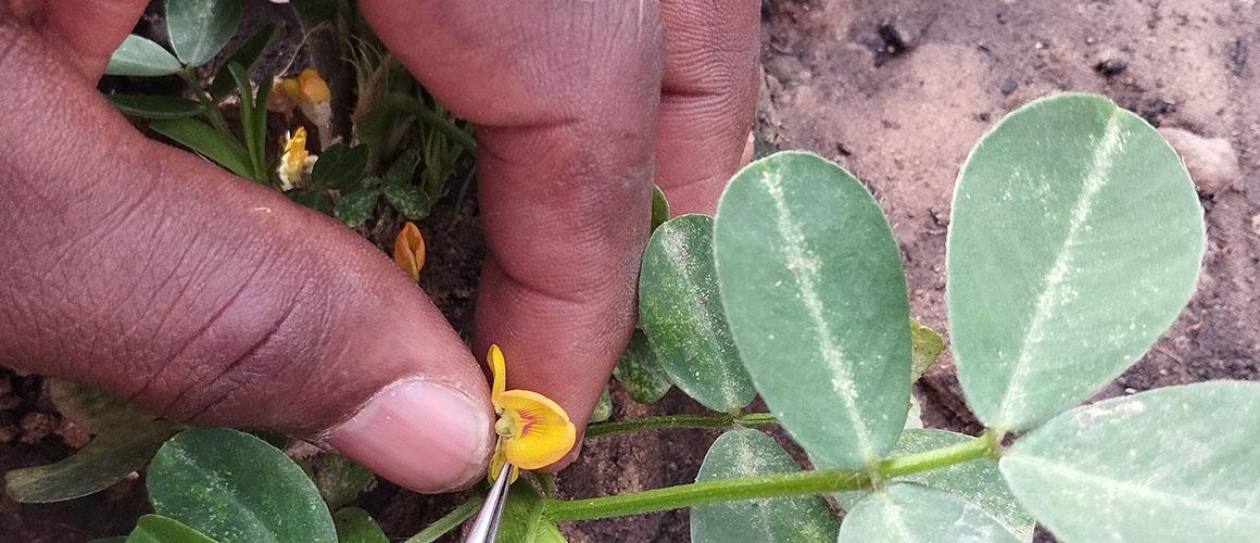 WILDGROUNDNUT