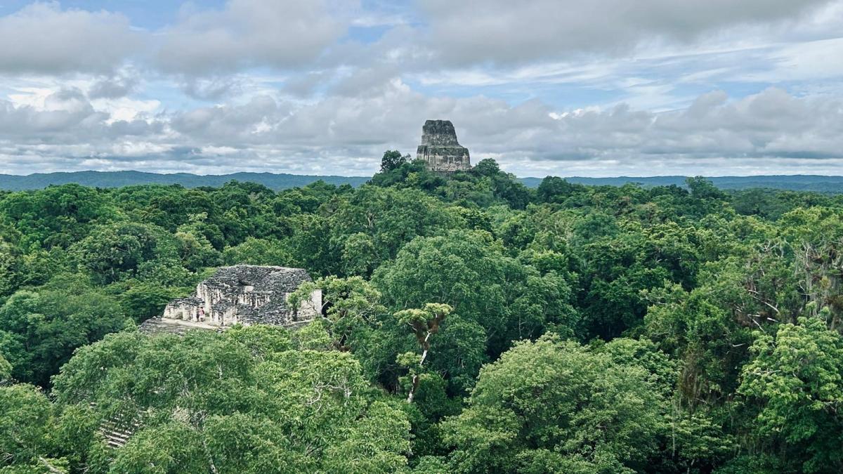 Projet-conforma-restauration-ressources-forestières