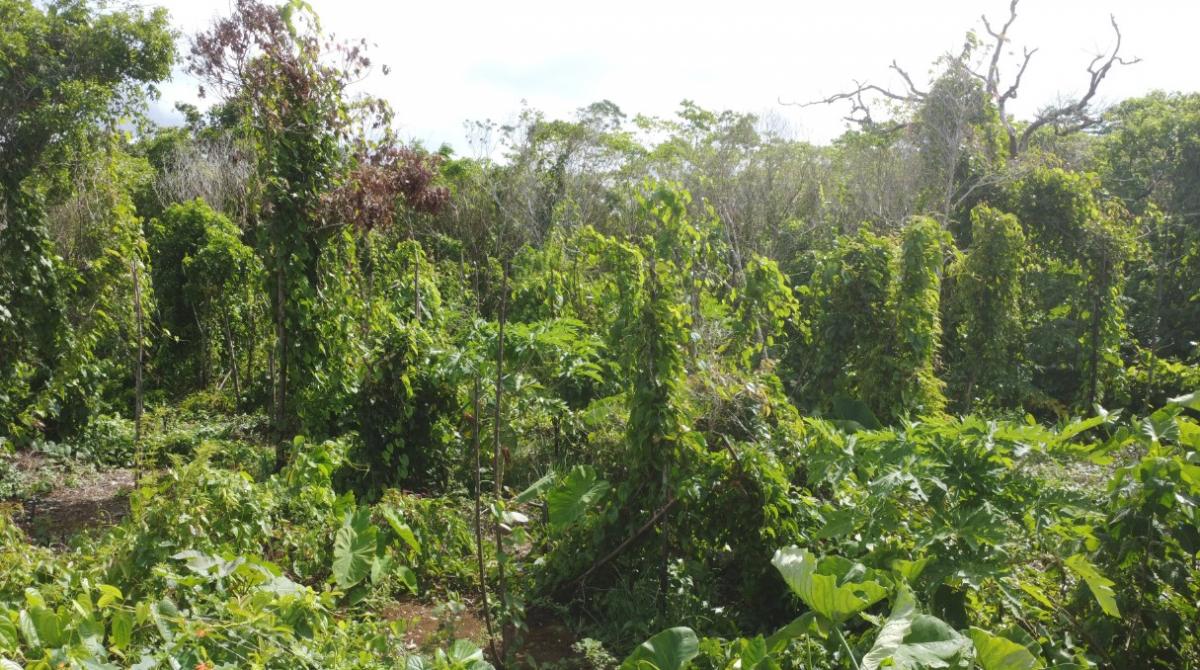 Champ traditionnel d’igname associée à d’autres tubercules (taro, manioc) ainsi qu’à d’autres cultures (fruitiers - papayer; Légumes, tomate, ambrevade, …) © Cirad