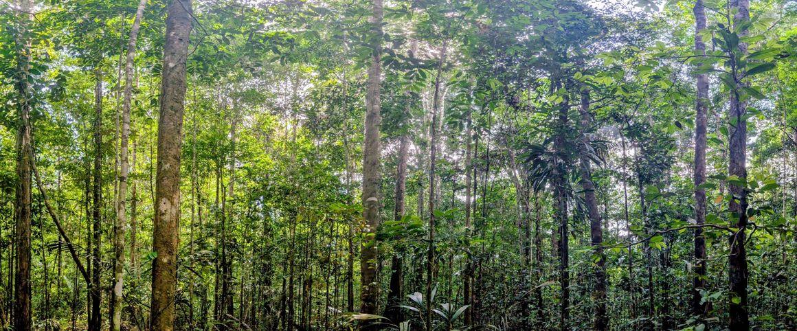 Forêt guyanaise
