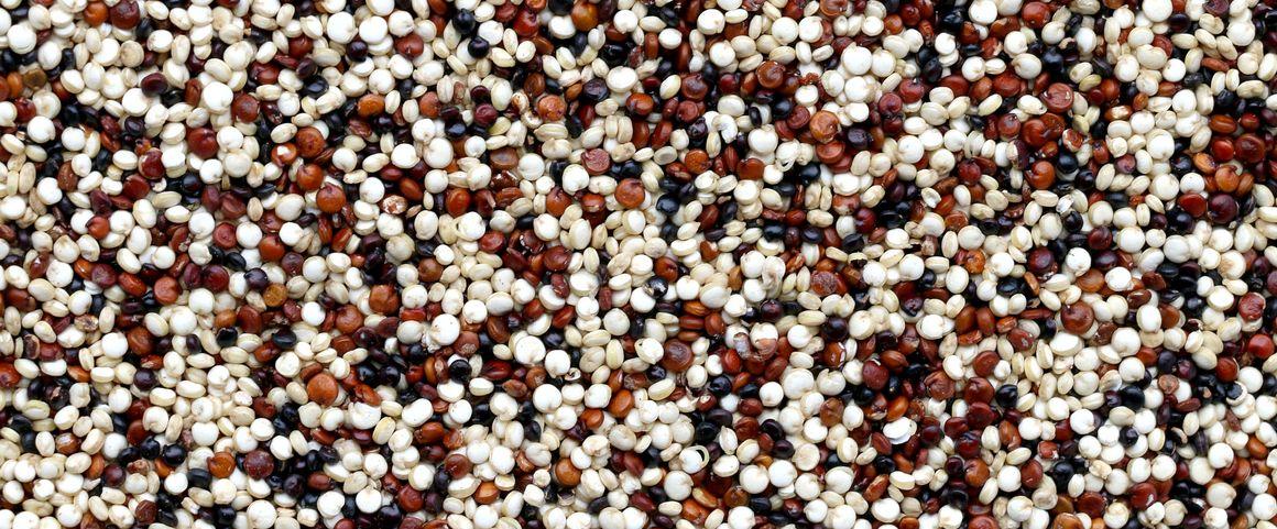 En quelques décennies la très haute valeur nutritionnelle du quinoa a placé cette plante parmi les cultures majeures pour l’alimentation mondiale © P. Bamin, Unsplash