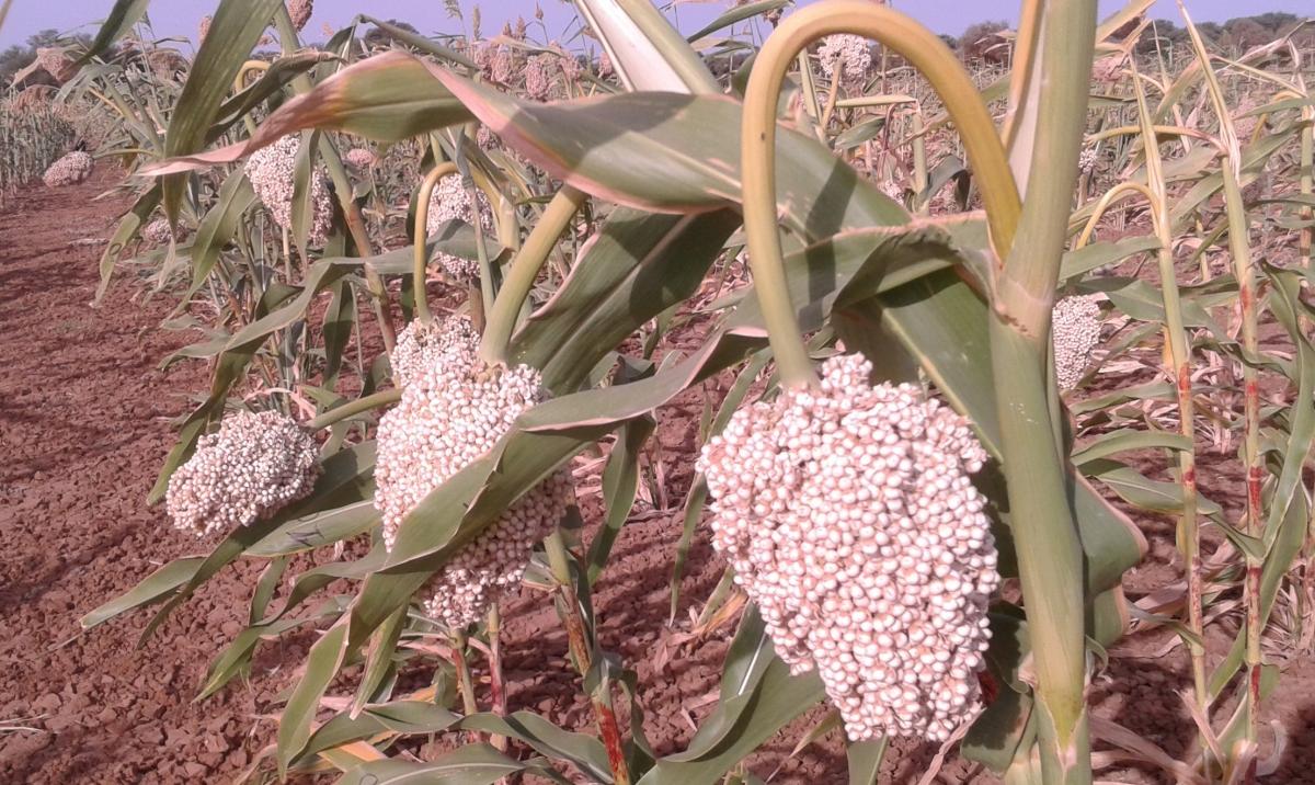 Etude de l’adaptation du sorgho aux agrosystèmes de saison sèche en Afrique de l’Ouest et du Centre