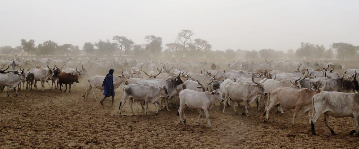 Troupeau de bovins avec leurs éleveurs au niveau d'un forage, en début de saison sèche, dans la région de Louga au Sénégal