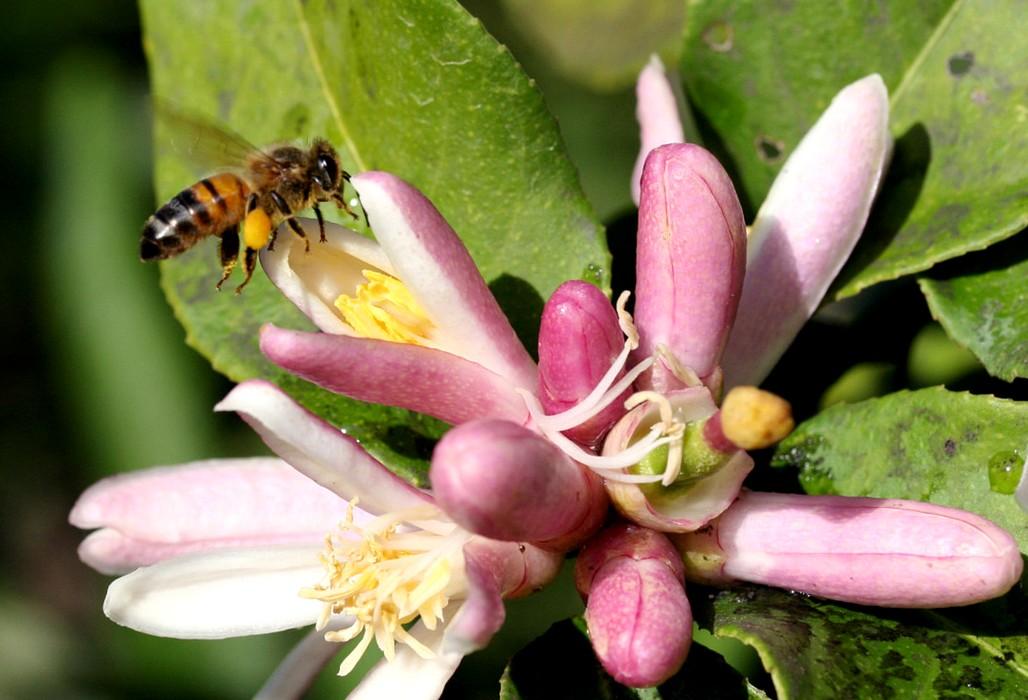 Abeille sur fleur de cédratier, Guadeloupe © Cirad, F. Le Bellec