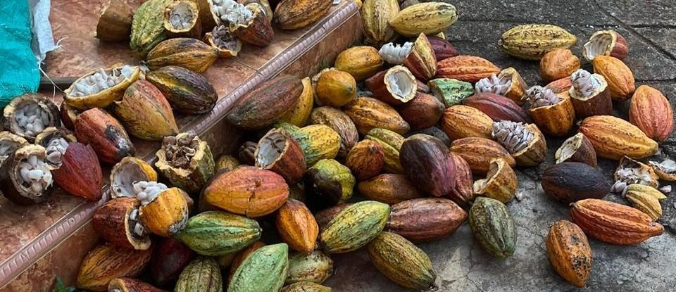 Cocoa pods, some with cocoa pod borer attacks (due to Conopomorpha cramerella). © C Cilas