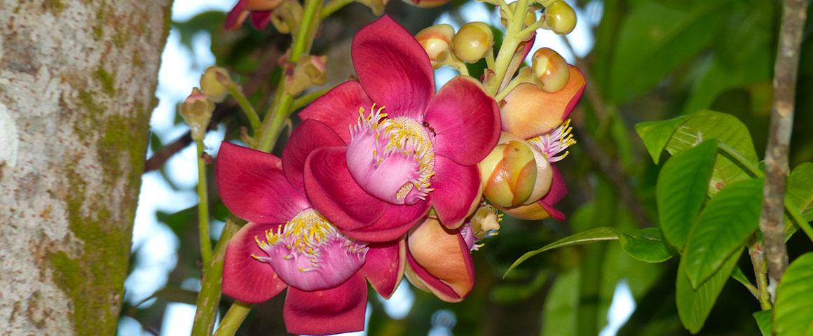 Lecythidaceae de Guyane  © J. Beauchêne, Cirad
