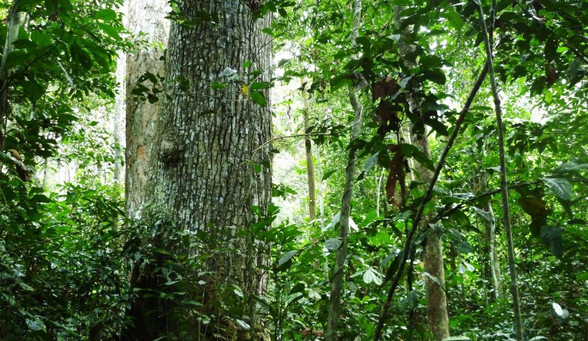 Les forêts intactes africaines stockent de moins en moins de carbone, comme ici en République du Congo © Sylvie Gourlet-Fleury, Cirad
