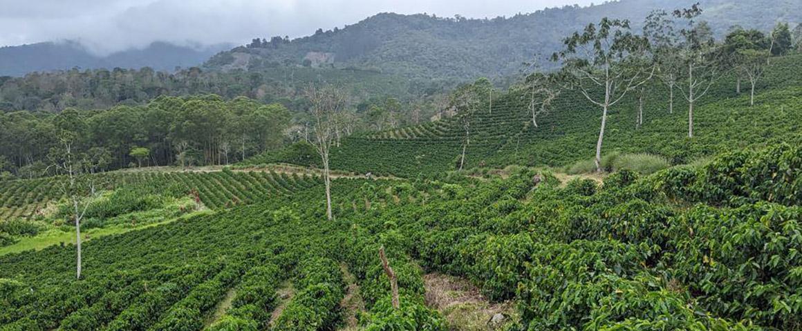 ECOFFEE initiative experimental site at Finca Aquiares Turrialba, Costa Rica © Luc Villain, Cirad