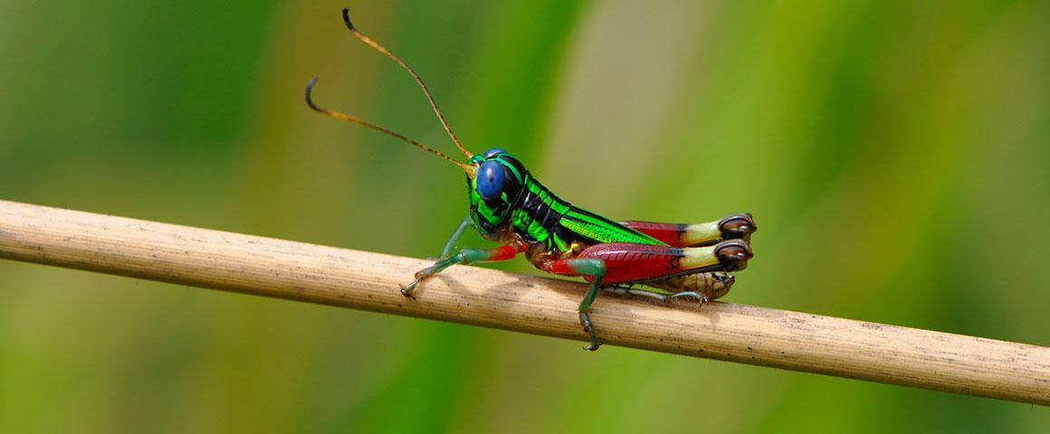 Orthoptera Romaleidae,  Taeniophora  sp. Équateur, province de Loja © A. Foucard, Cirad