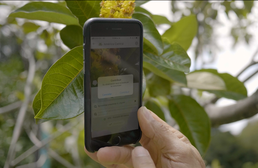 Pl@ntNet can now be used in Central America © TEC