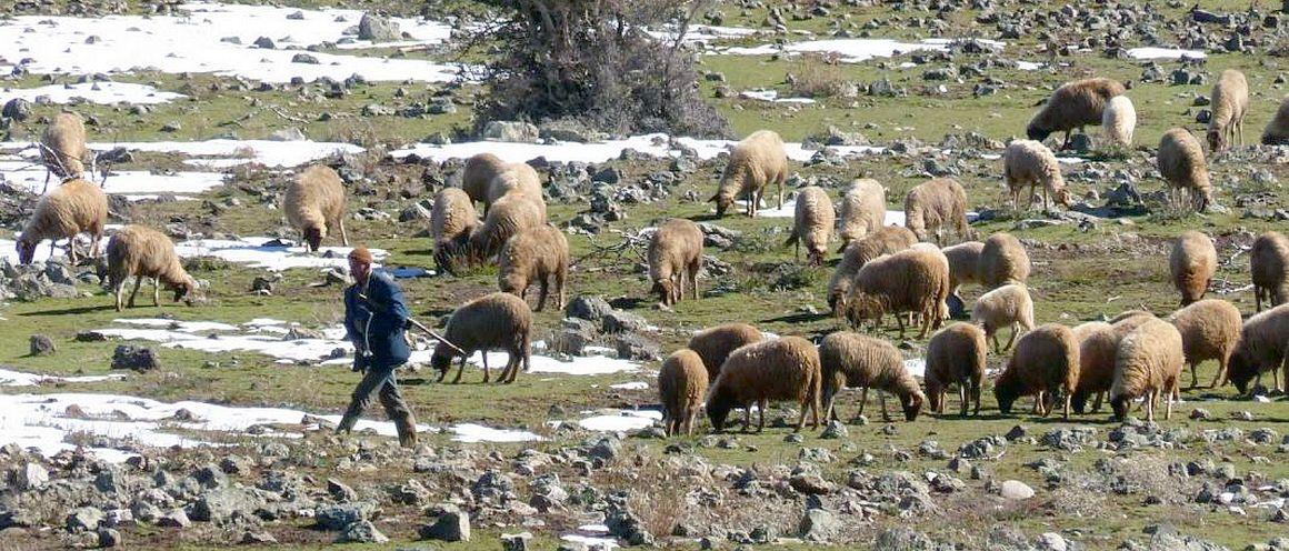 To stay within the target of 2°C by 2100, the agricultural sector has three main options: second-generation biofuel production, a switch to less meat-centred diets, and reforestation of rangeland areas. A combination of those three strategies looks like the best way of reconciling climate, biodiversity and food security issues © P. Dugué, CIRAD