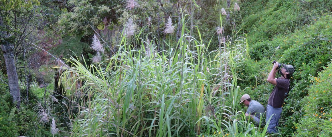 Prospection de canne à sucre en Polynésie. © M. Vitrac