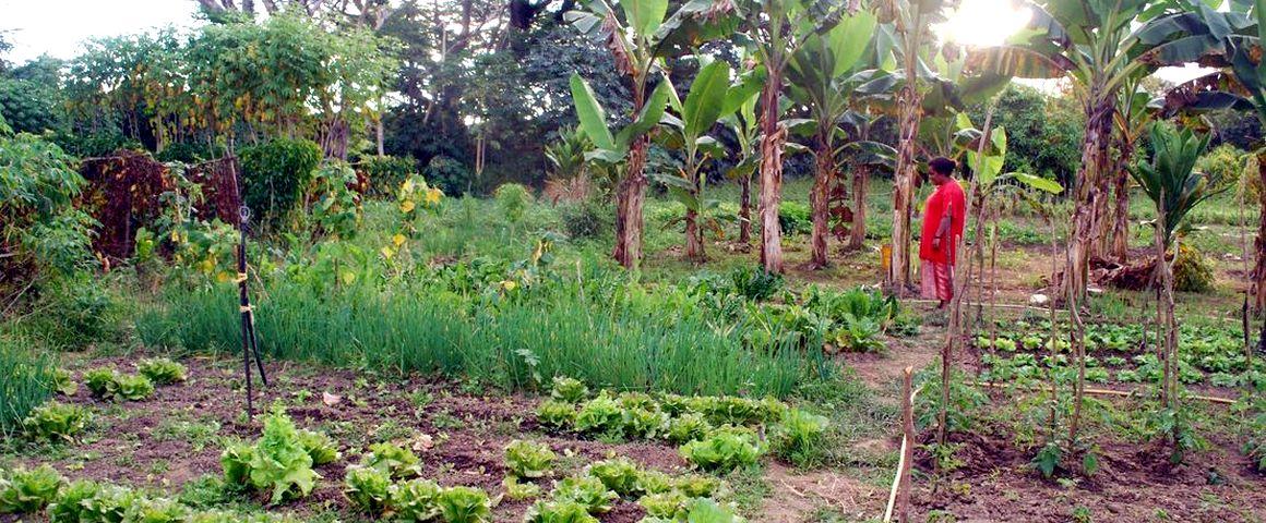 Vegetable plot in New Caledonia © IAC-Coulon