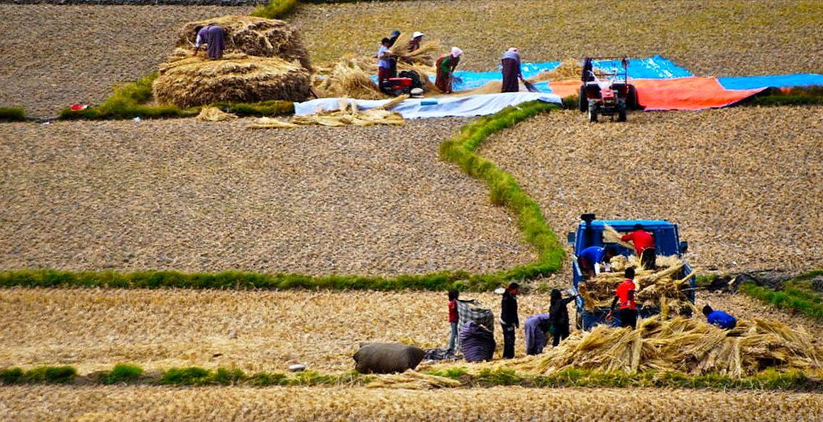 After three years of research, the International Land Coalition has published a report on land inequality worldwide. The new data reveal a 41% increase in inequality compared to previous records © E. Malézieux, CIRAD
