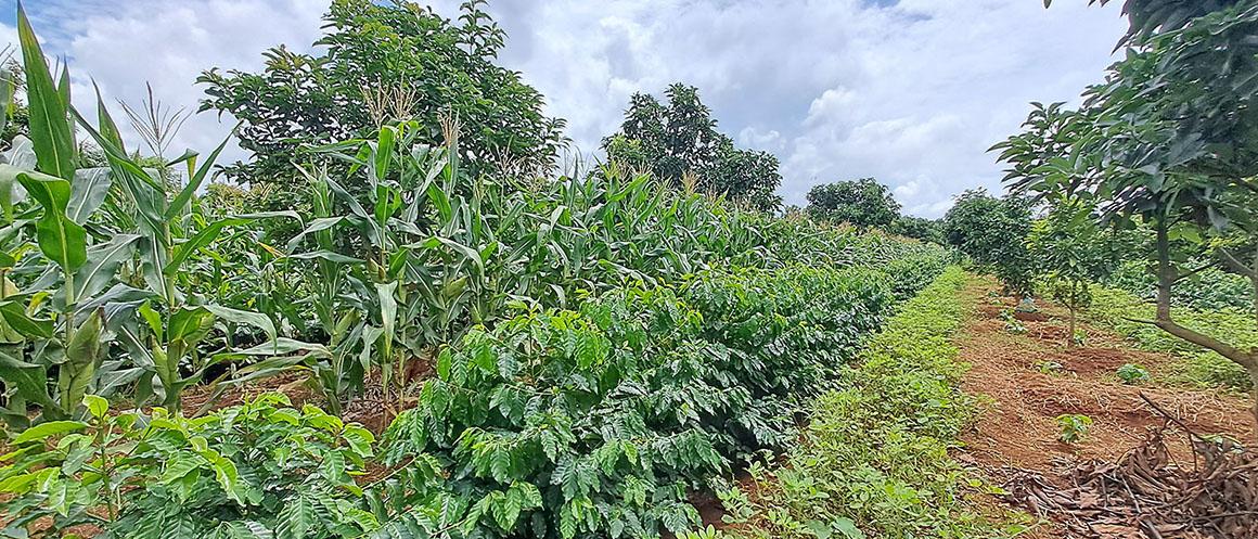 Verger en cultures intercalaires avec des hybrides F1 sélectionnés par le Cirad et ECOM, Vietnam. © M. Gonin, Cirad