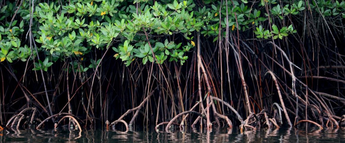 Repeuplement par semis naturel d'une forêt de mangroves. Baie de Gilimanuk, parc national de Bali occidental (Indonésie). © Cirad, Alain Rival