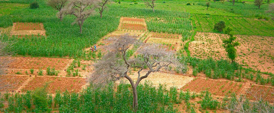 Vue drone de l'observatoire collaboratif "Faidherbia-flux" représentatif d'un système agro-silvo-pastoral a base de l'arbre Faidherbia albida, dominant une rotation annuelle mil-arachide.  © A. Audebert, Cirad