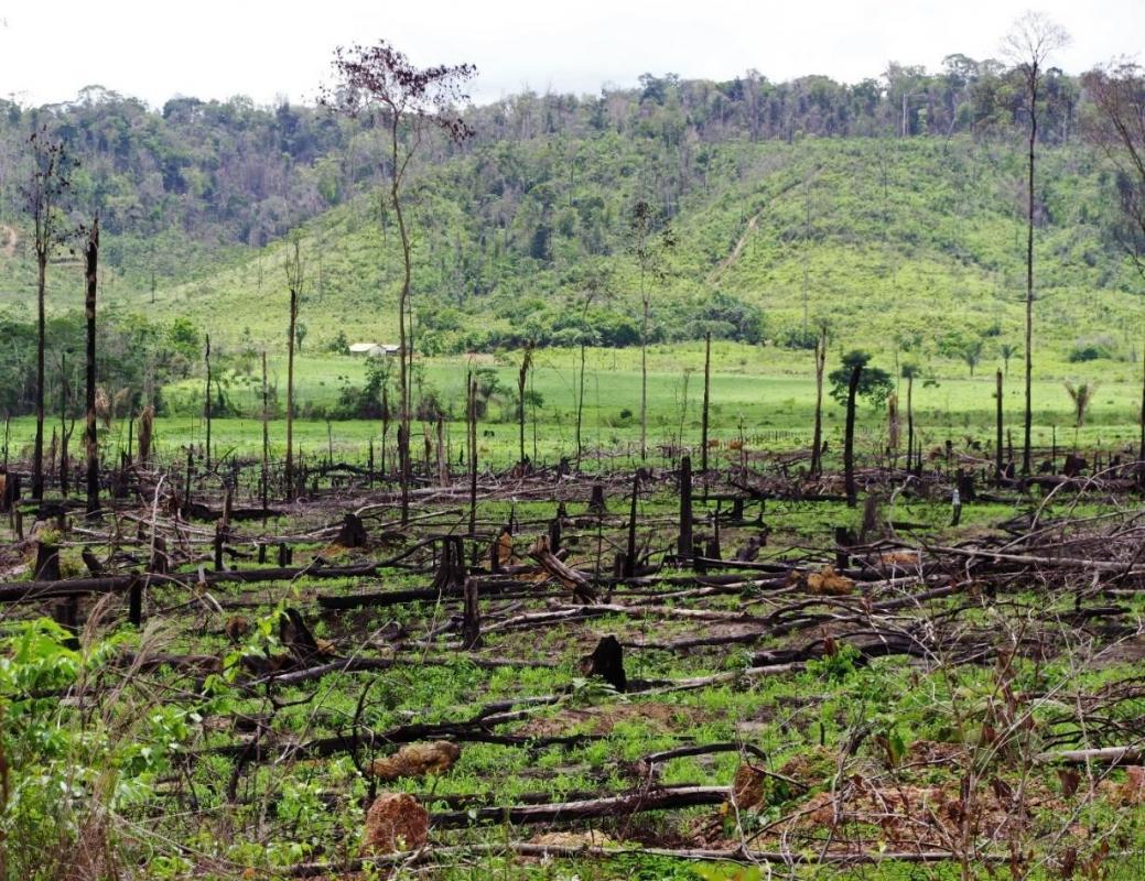 Hausse de la déforestation en Amazonie
