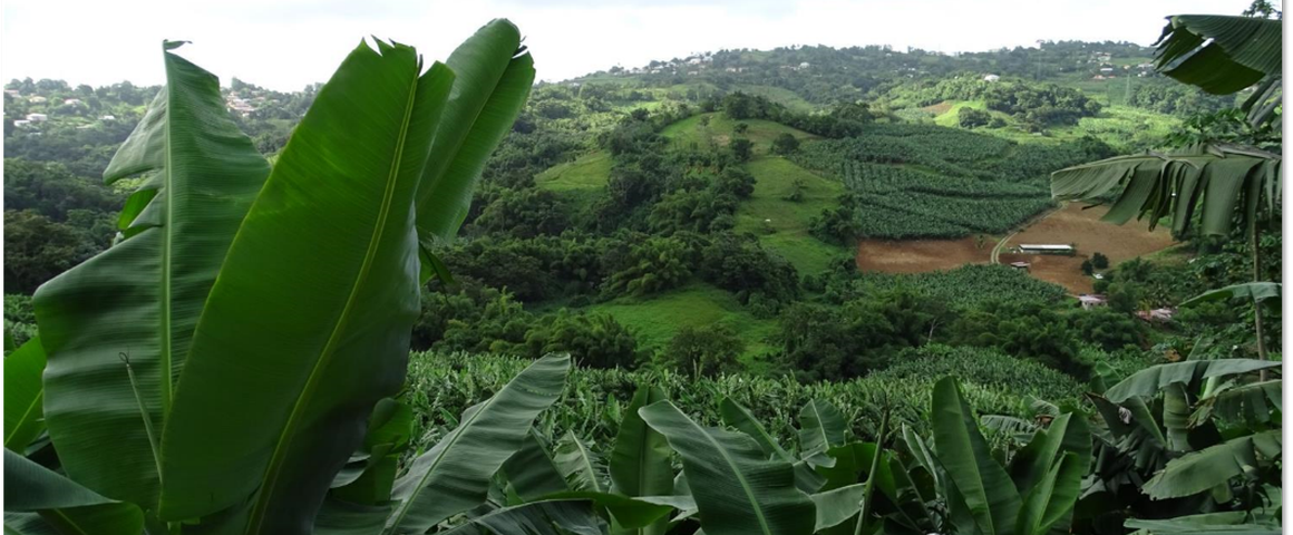 Bassin versant du Galion en Martinique. © Cirad