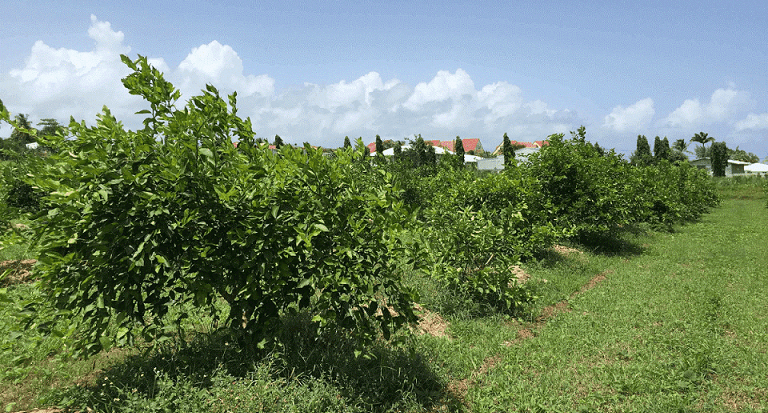 Hybrides triploïdes de type « limetiers Tahiti » (citron vert) à la station expérimentale de Petit-Bourg © H. Rabillé, Cirad