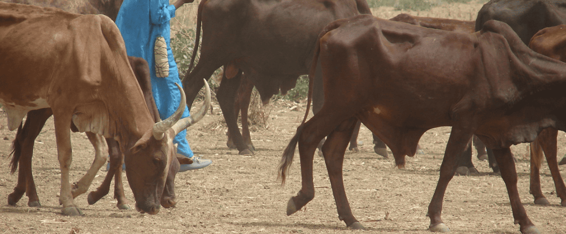 Troupeau de bovins qui pâturent au Cameroun.