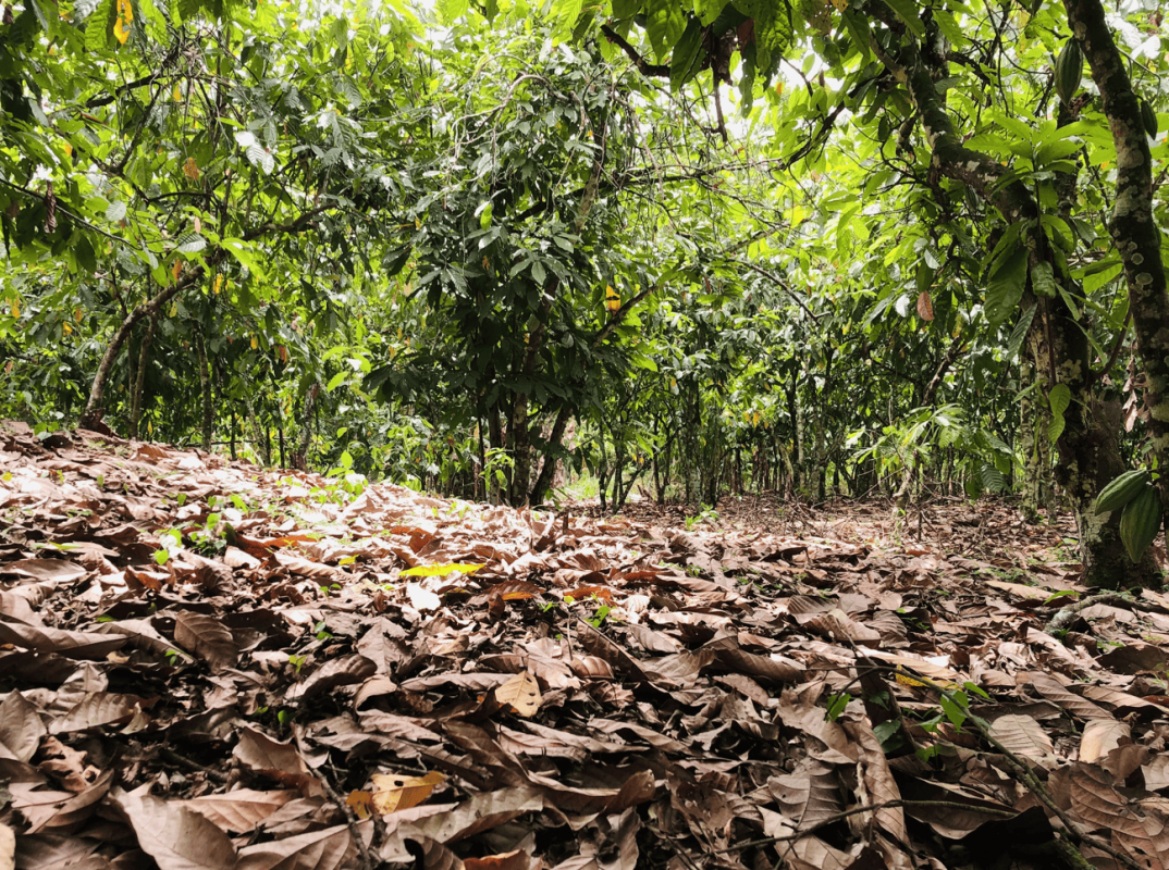 Cocoa plantation – Alloulouakouassikro, February 23, 2023 © Ehouman Evans, Cirad