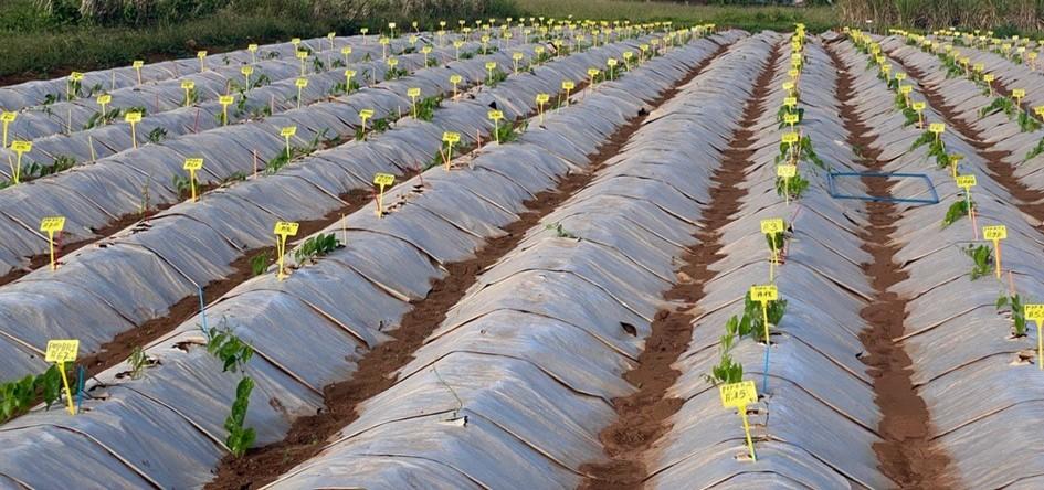 Plantation d'ignames. © Komivi Dossa, CIRAD